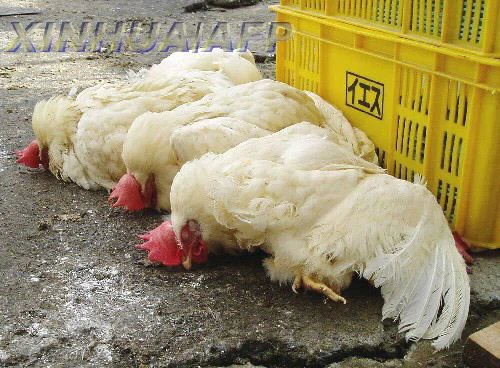 Avian Influenza Virus Antigen Rapid Test